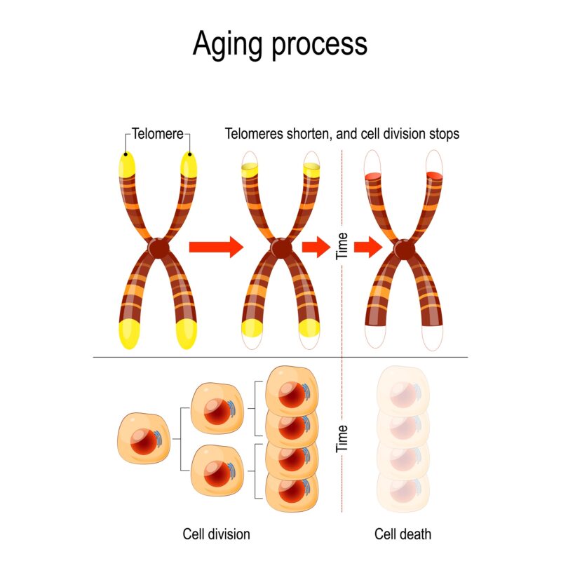 What is Senescence?