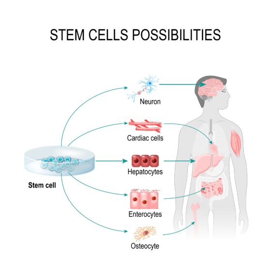 Can Stem Cells Help Rejuvenate Brain Cells and Tissue?