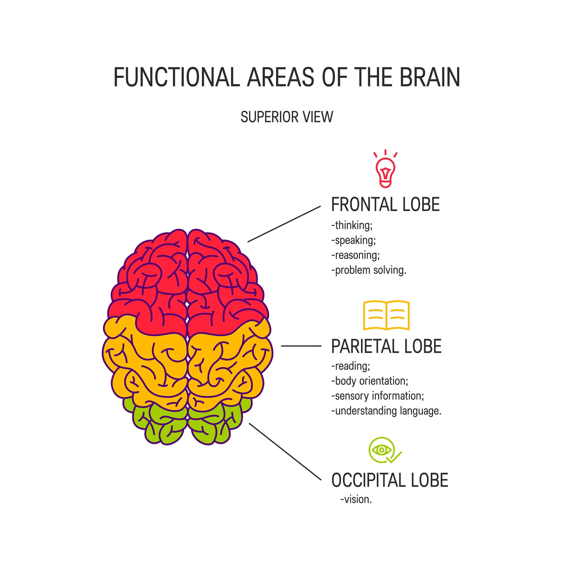 How Does Cognitive Training Effect the Brain?