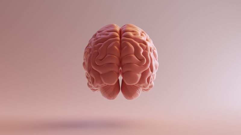 Aging brain and obisity