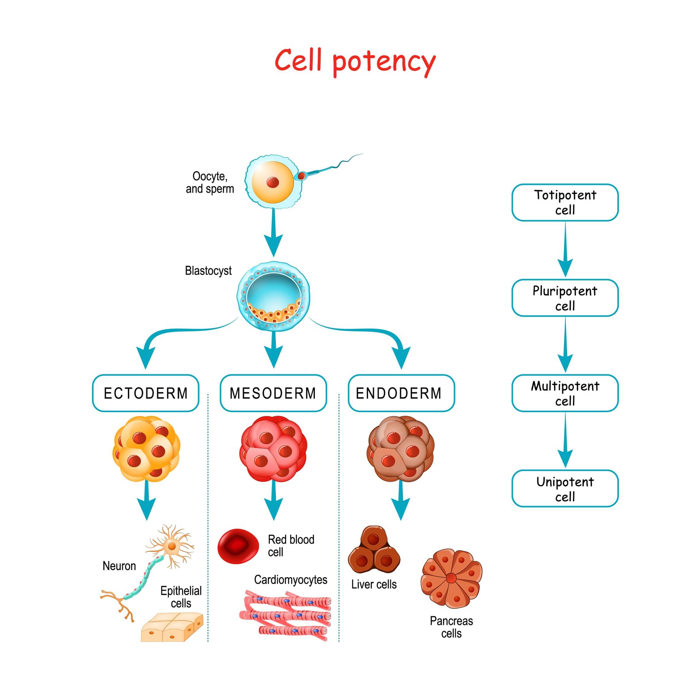 are embryonic stem cells totipotent