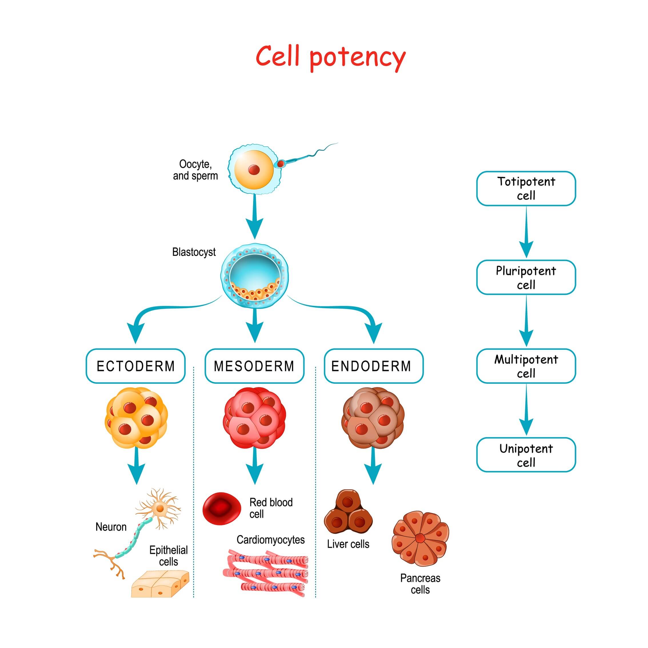 Unipotent Stem Cells Definition