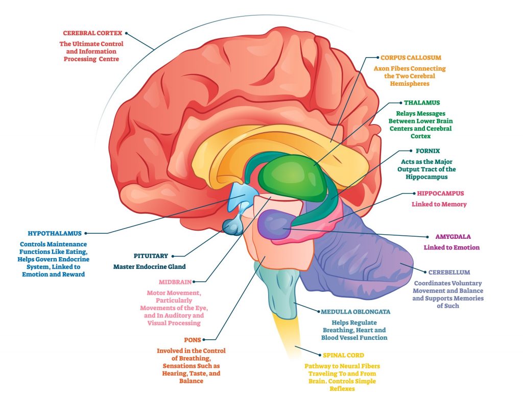 What is the neuroscience of aging?