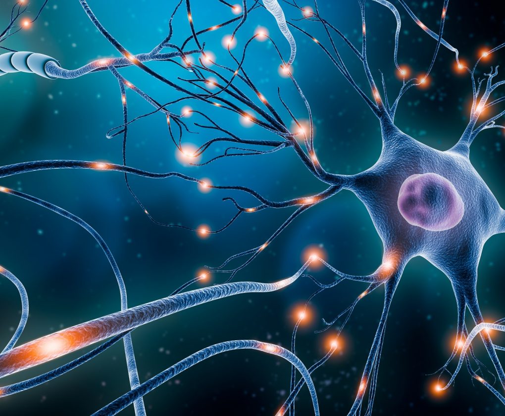 Aging brain and cognitive function