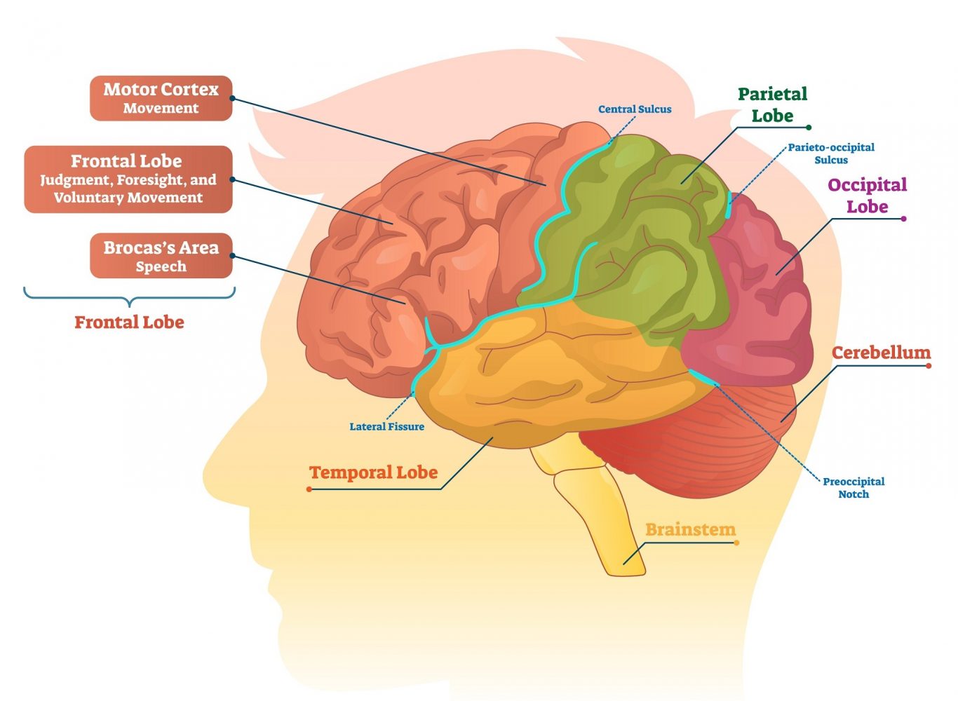 Effects Of Ageing On Cognitive Health