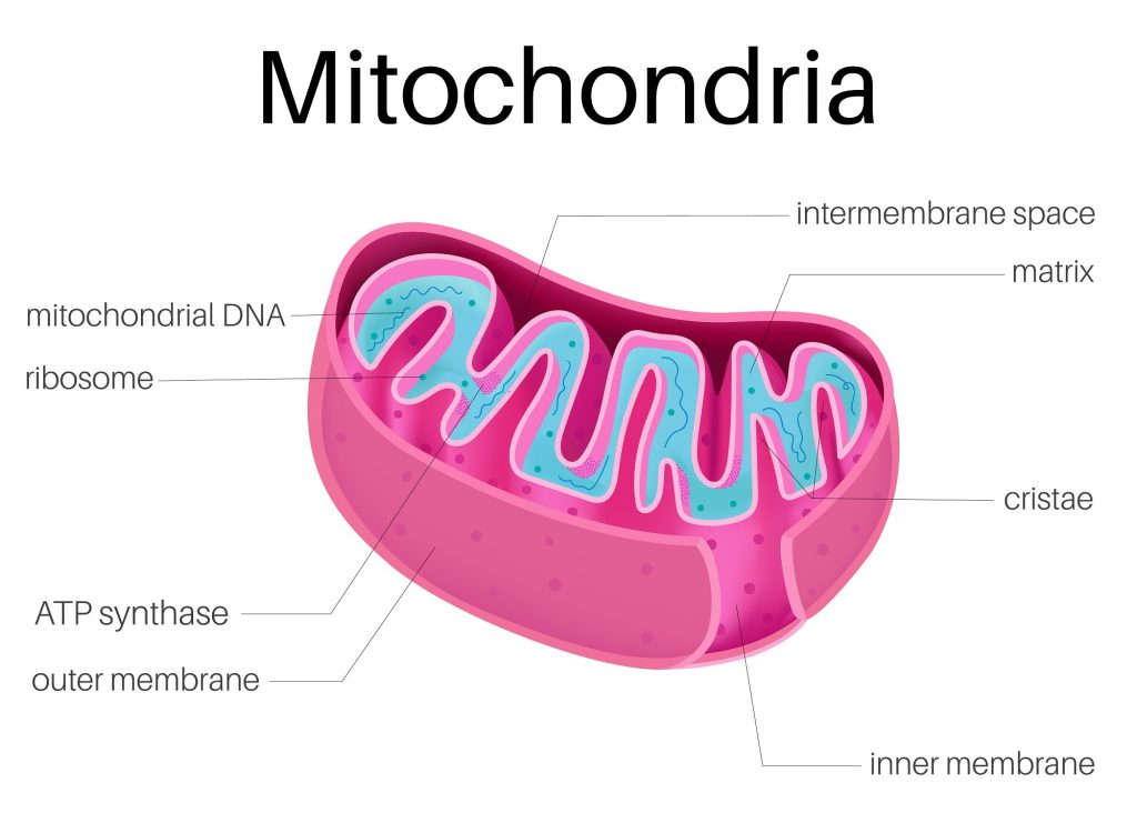 Mitochondria May Play A Key Role In Healthspan And Cognitive Function   Mitochondria2 1024x750 